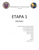 Actividad El corazón y el gasto cardíaco