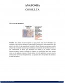 ANATOMIA CONSULTA CÉLULAS DE MERKEL