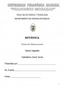 Guía de laboratorio Tejidos Vegetales