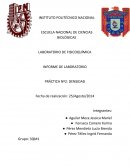 INFORME DE LABORATORIO PRÁCTICA Nº2: DENSIDAD