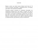 Conclusión bacterias