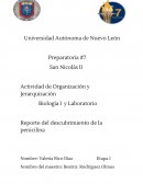 Descubrimiento de la Penicilina - Observar y formular preguntas