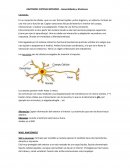 Generalidades del SN: Divisiones y origen