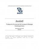 Axolotl Trabajo de 3er parcial de la materia Biología Contemporánea