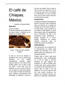 El café es la bebida que se obtiene de los granos secos y tostados que se obtienen de la planta “cafeto”