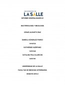 Movimiento condicionado por el orden de los flagelos