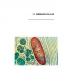 Practica respiracion Protocolo de prácticas