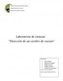 Laboratorio de ciencias “Disección de un cerebro de vacuno”