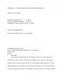 La vida fúngica en el suelo