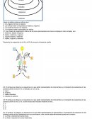 Los niveles de organización interna de los seres pluricelulares del menos complejo al más complejo