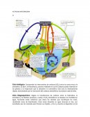 Ciclo del carbono. ACTIVIDAD INTEGRADORA
