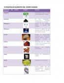 10 principales elementos del cuerpo humano