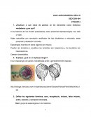 ¿Explique a qué clase de plantas se les denomina como helechos verdaderos y por qué?