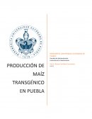 Producción de maíz transgénico en Puebla