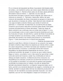 Músculo del esqueleto, fibras musculares