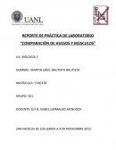 COMPARACIÓN DE HUESOS Y MÚSCULOS