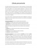 Celula procarionte