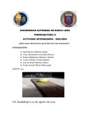 ¿Qué tanto afectan los rayos del sol a las manzanas?