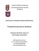 Transporte de glucosa en levaduras.