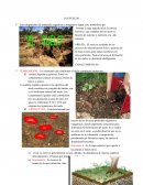 GEOGRAFIA LOS SUELOS