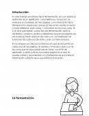 Fermentación - significado, características y la función