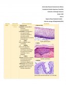 Anatomía e Histología Humanas