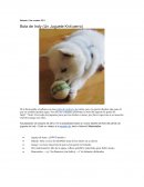 Bola de Indy (Un Juguete Knit perro)