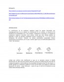 Ensayo de Emigracion