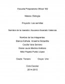 Biologia. Las semillas