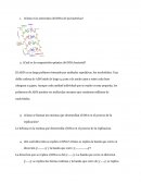 ¿Cómo es la estructura del DNA de las bacterias?