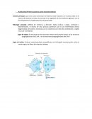 Trabajo de Neurotransmisores