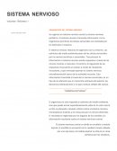 El sistema nervioso organizacion