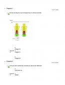 Evaluación de Bombas rotativas.
