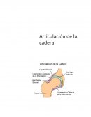 Articulacion de cadera