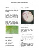 FICHA TÉCNICA DE CERCOSPORA