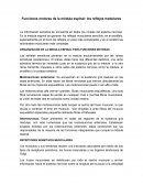 Funciones motoras de la médula espinal: los reflejos medulares