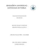 Reseña de Gattaca