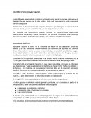 Identificación medicolegal.