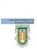 Los canes, rumbo a la creacion perfecta
