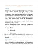 Causas del dolor muscular postesfuerzo de aparición tardía (DOMS).
