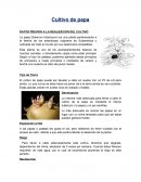 CUALES SON LOS DATOS PREVIOS A LA REALIZACION DEL CULTIVO