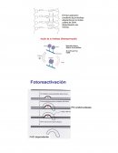 Funcionamiento del sistema de las fotoliasas