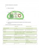 Actividad de Organización y Jerarquización Temas Selectos de Biologia