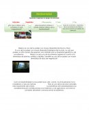 Animales y vegetales en peligro de extinción