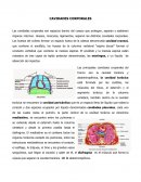 Cavidades corporales: estructura, membranas y división regional