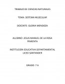 SISTEMA MUSCULAR El musculo que permite el movimiento cuando hablamos Orbicular de los labios.