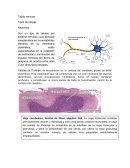Tejido nervioso Tipos de células