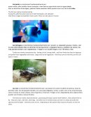 Trabajos para clase de inglés