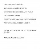 Técnica de castración de cerdos