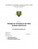 PRACTICA # 7 PRUEBA DE TETRAZOLIO EN TRES TEJIDOS VEGETALES